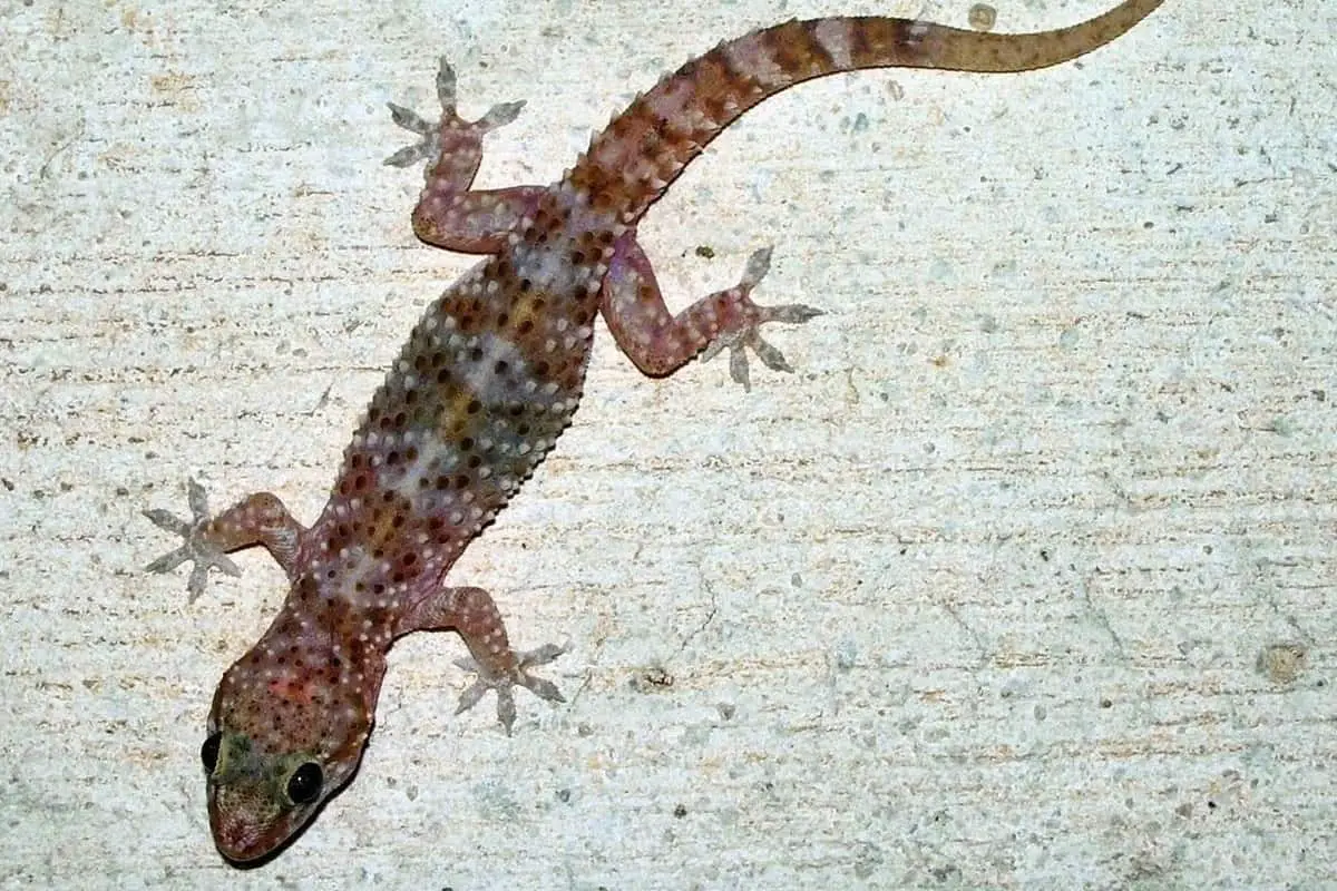Gecko en un somni