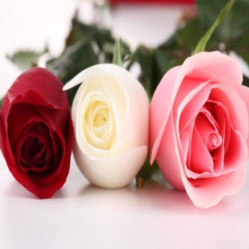 विवाहित महिलाको लागि गुलाबको बारेमा सपनाको व्याख्या