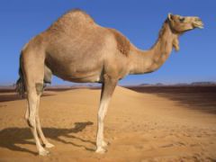 الجمل في المنام
