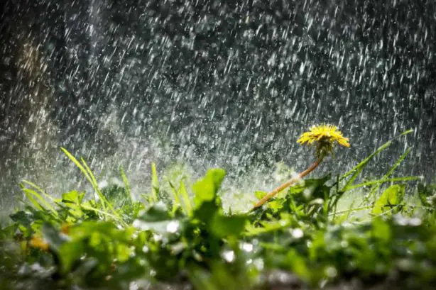 رؤية المطر الغزير في المنام