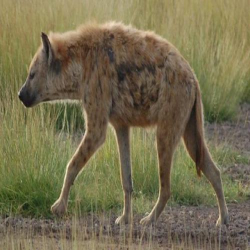 Hyena នៅក្នុងសុបិនមួយ។