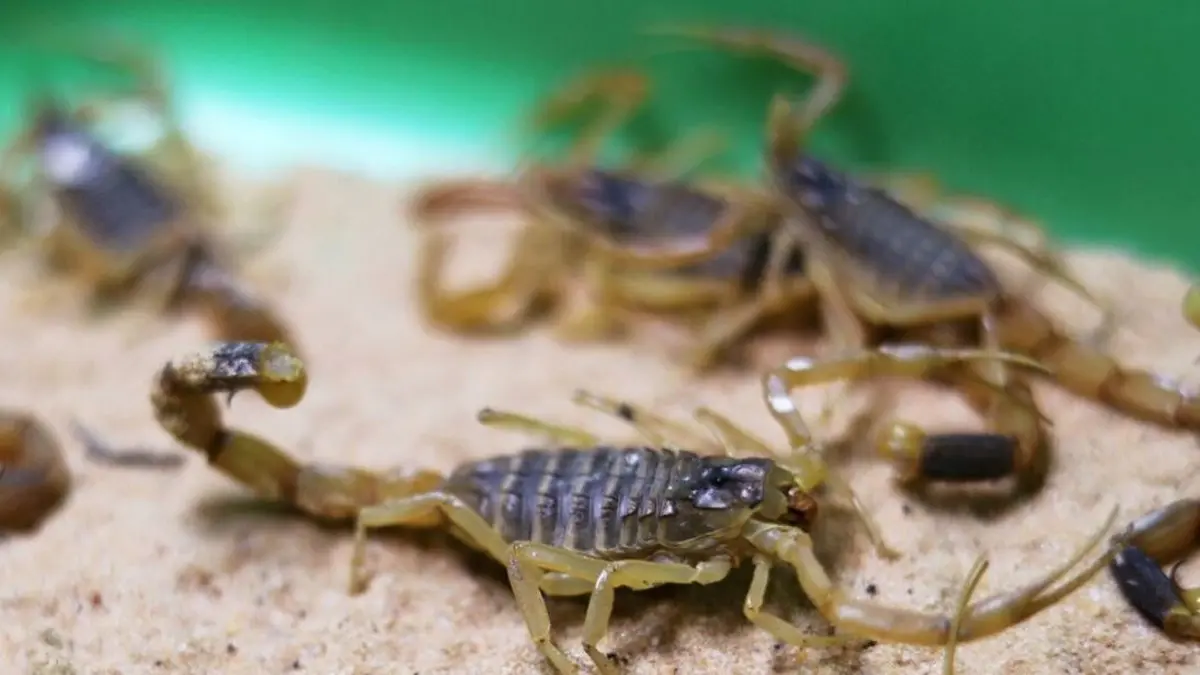 Scorpions f'ħolma