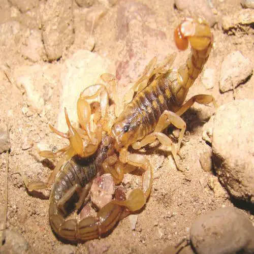 Dzeltens skorpions sapnī