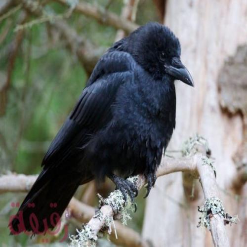 Crow a mafarki