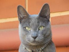 Котка ў сне