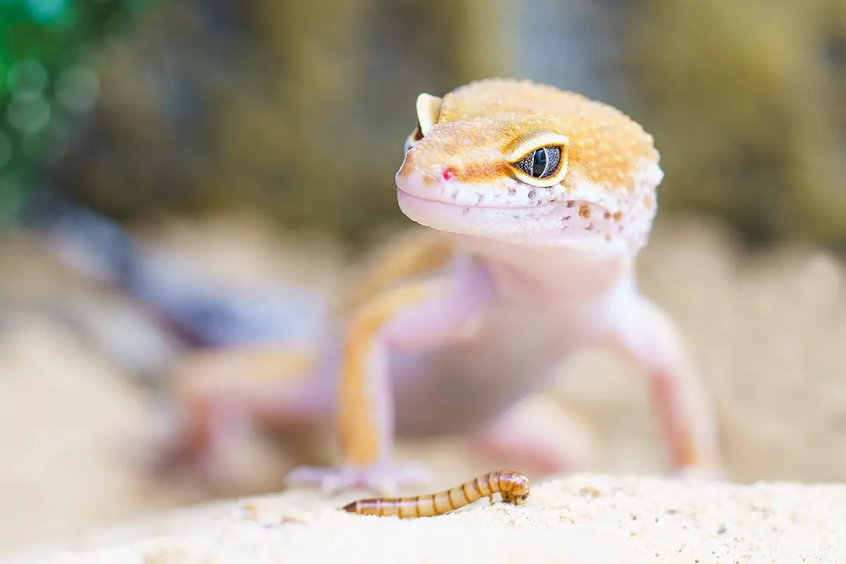Gecko a cikin mafarki