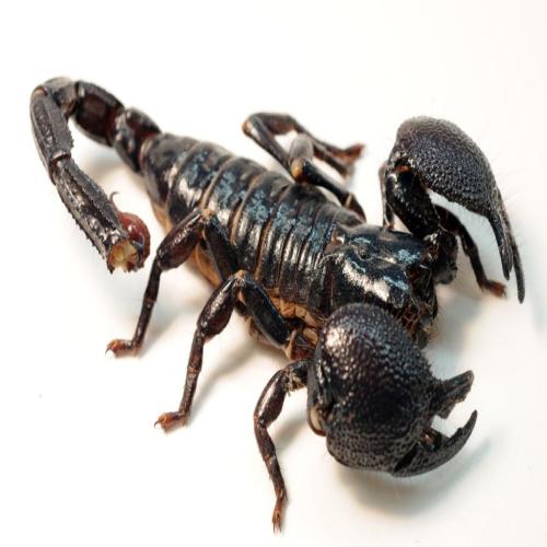 Tafsiri ya ndoto kuhusu scorpion kwa wanawake wasio na waume