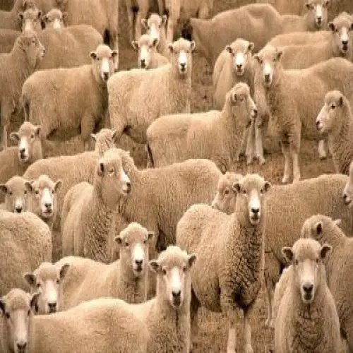 Зүүдэндээ хонь харахыг мөрөөддөг - онлайн мөрөөдлийн тайлбар