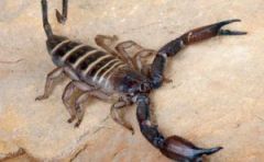 Seeing a scorpion in a dream and killing it