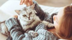 Katzen in einem Traum sehen und Angst vor ihnen für eine verheiratete Frau haben