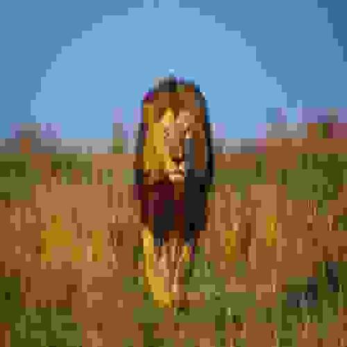 تفسير حلم أسد يهاجمني