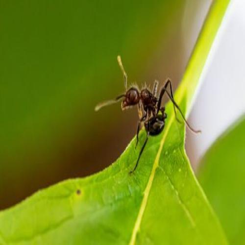 Tolkning av en dröm om svarta myror