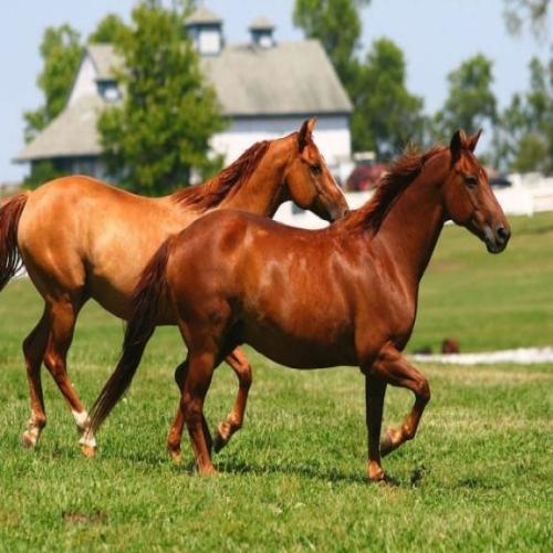 تفسير رؤيه الخيل في المنام لابن سيرين