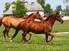 الخيل في المنام
