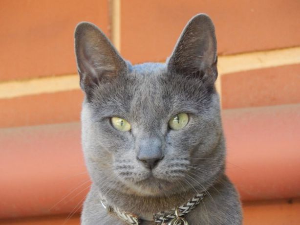 القط في الحلم