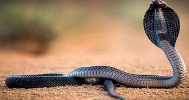 تفسير حلم الحية