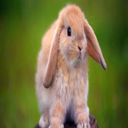 د خرگوش خوب تعبیر