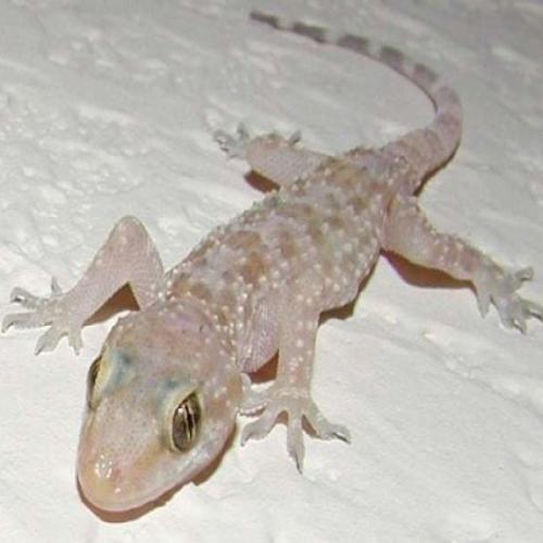 ການຕີຄວາມຫມາຍຂອງຄວາມຝັນກ່ຽວກັບ gecko ສໍາລັບແມ່ຍິງທີ່ແຕ່ງງານແລ້ວ