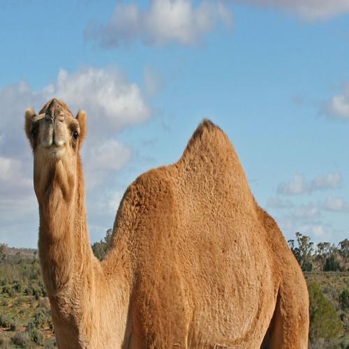Camel ann am bruadar airson boireannaich singilte - Mìneachadh aislingean air-loidhne