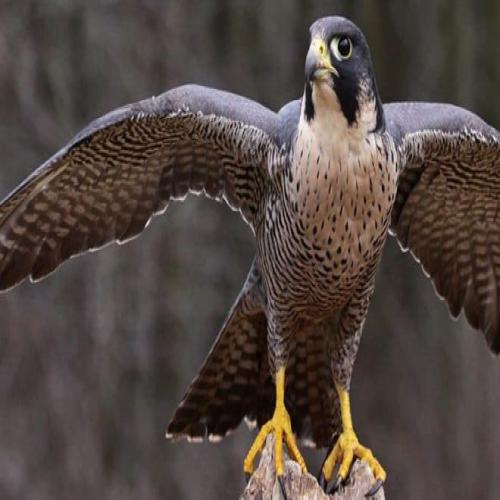 ເຫັນ falcon ໃນຄວາມຝັນ