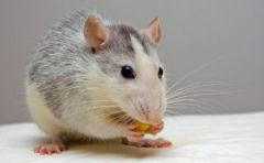 Eine Maus in einem Traum für eine verheiratete Frau sehen