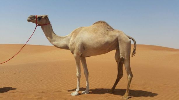 تفسير الحلم بالجمال