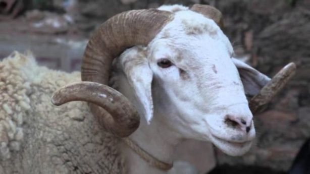 رؤية الخروف في المنام