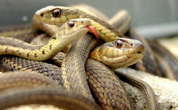 الثعبان في الحلم