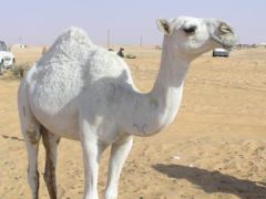 رؤية الجمل في المنام للمتزوجة