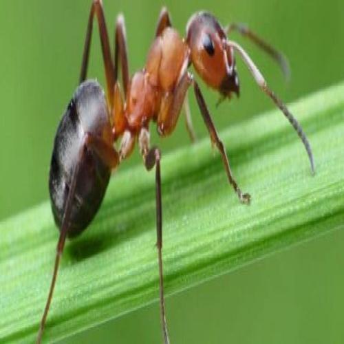 النمل الاسود في المنام