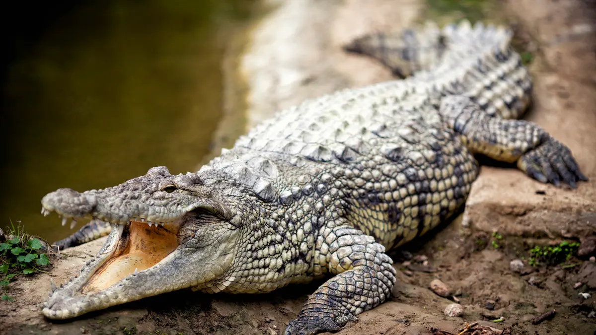 Krokodils sapnī