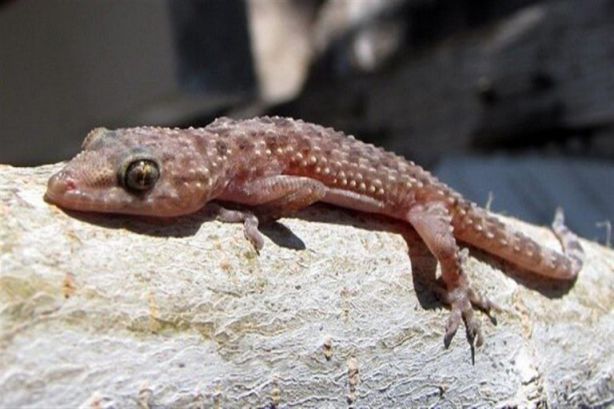 Interpretació d'un somni sobre un gecko per a dones solteres