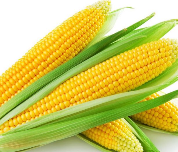 الذرة في المنام