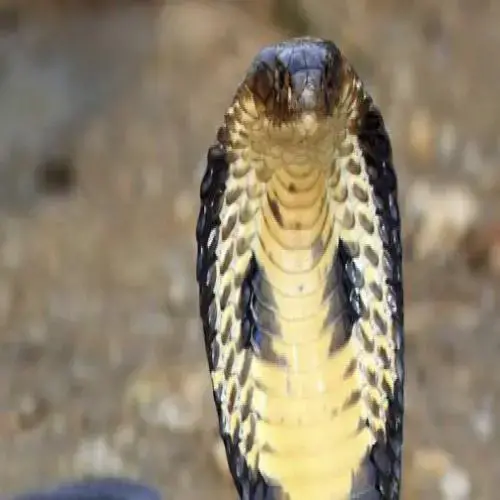 Cobra într-un vis