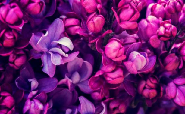 Violet color in a dream