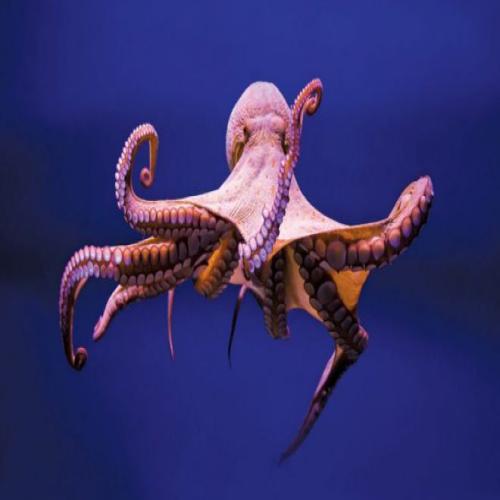 Octopus ໃນຄວາມຝັນ