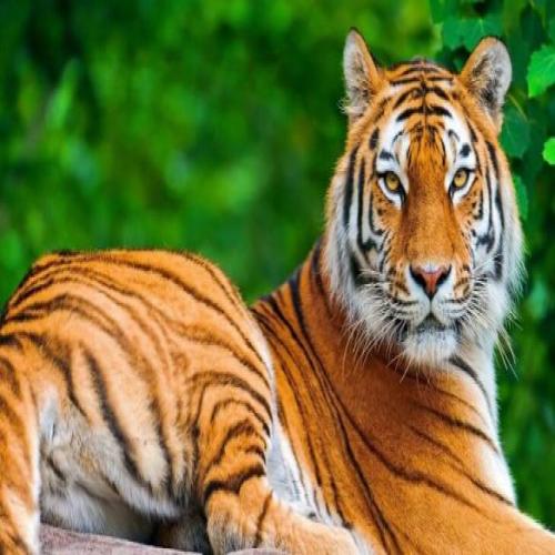 Tiger i en drøm