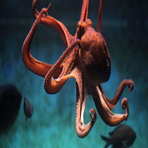 Ontsnap aan een octopus in een droom
