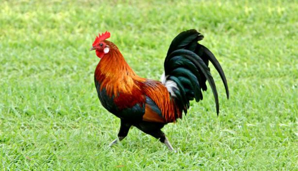 تفسير حلم الديك الملون