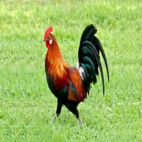 تفسير حلم الديك الملون