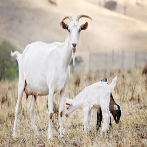 خواب میں ایک چھوٹی بکری دیکھنا