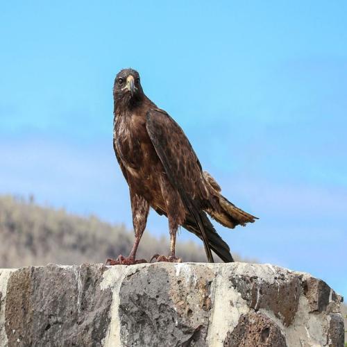 ການຕີຄວາມຫມາຍຂອງຄວາມຝັນກ່ຽວກັບ falcon ບິນໄດ້
