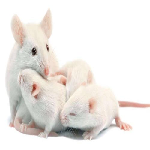 تفسير حلم الفئران الصغيره - تفسير الاحلام اون لاين