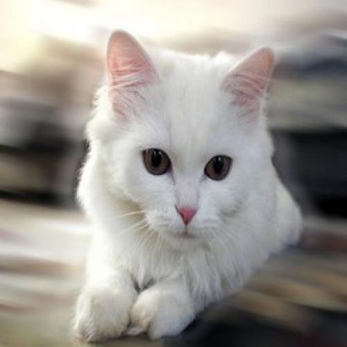Interpretasie van 'n droom oor 'n wit kat