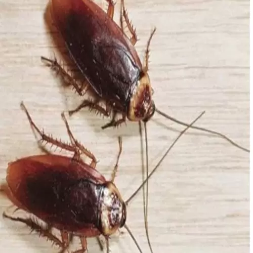 Kakkerlakken in een droom