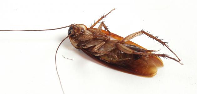 Drömmer om insekter och kackerlackor