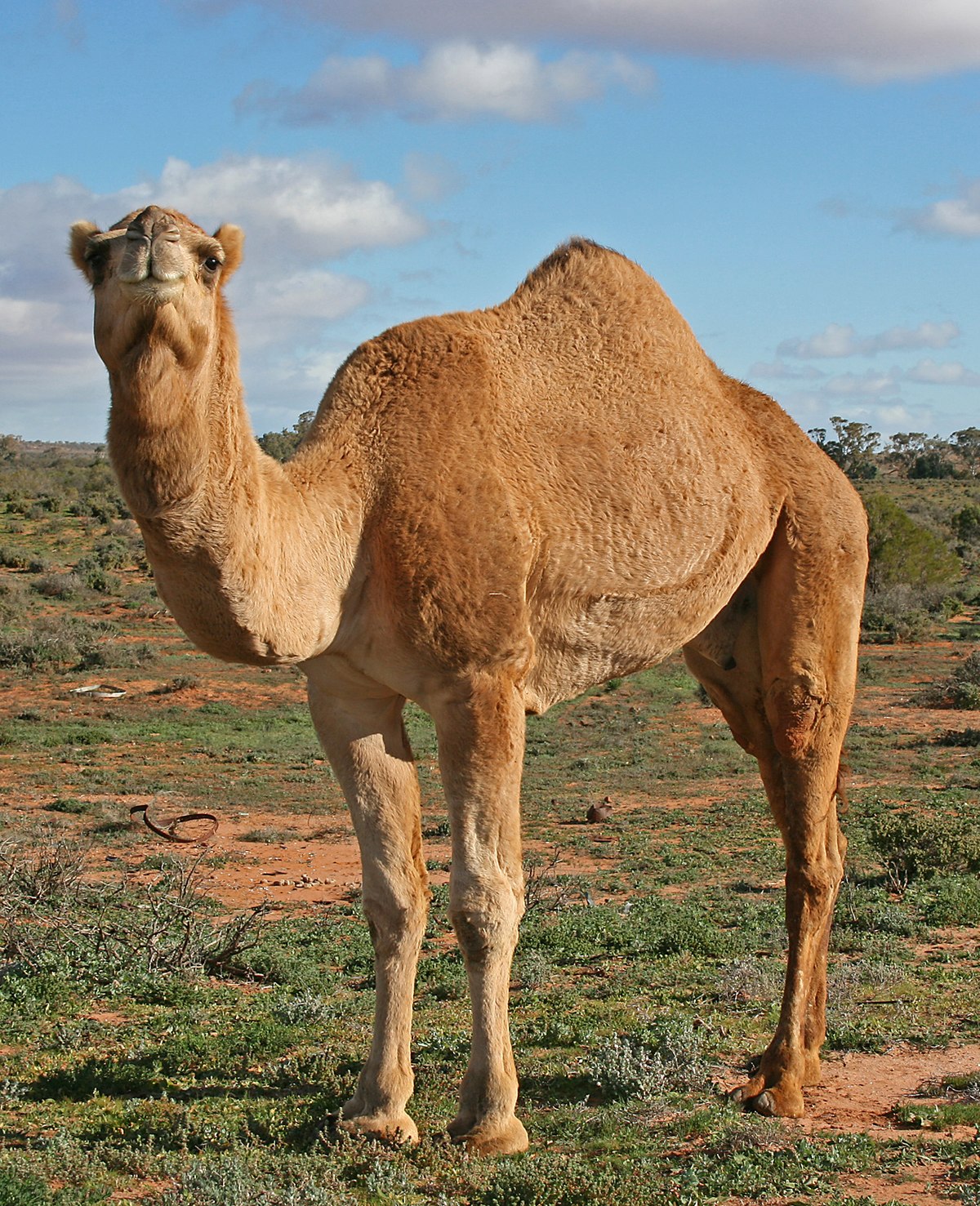 Agbanarị kamel na nrọ