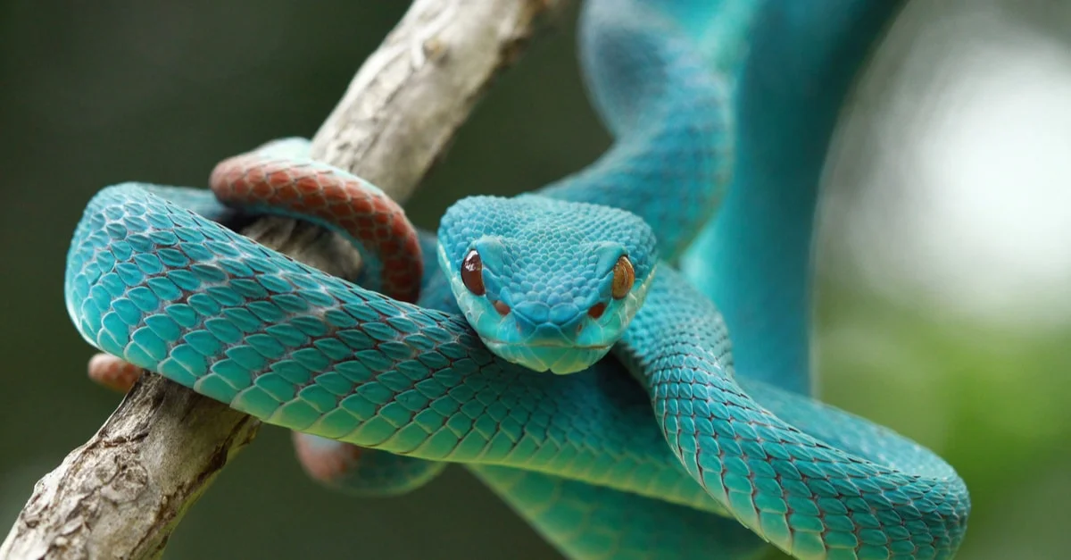 Երազի մեկնաբանություն օձի մասին իր գույներով