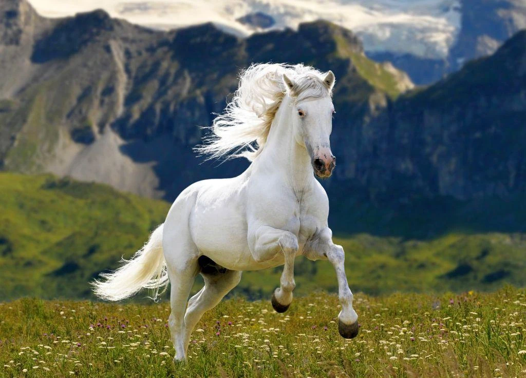 الحصان في الحلم