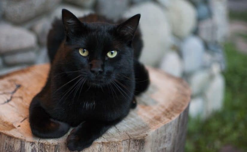 القطط السوداء في المنام